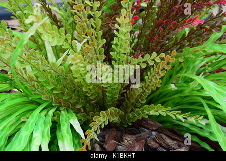 Disposizioni succulente in piantatrice con rocce Foto Stock