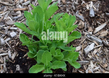 Disposizioni succulente in piantatrice con rocce Foto Stock