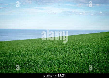 Azienda leader nel campo del mare, South Devon Foto Stock