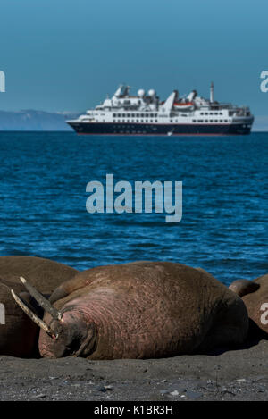 Norvegia Isole Svalbard, a sud le isole Svalbard Riserva Naturale, Edgeoya, Kapp Lee. Piccolo gruppo di trichechi tirata fuori sulla spiaggia remota (WILD: Odobenus roamerus) Foto Stock