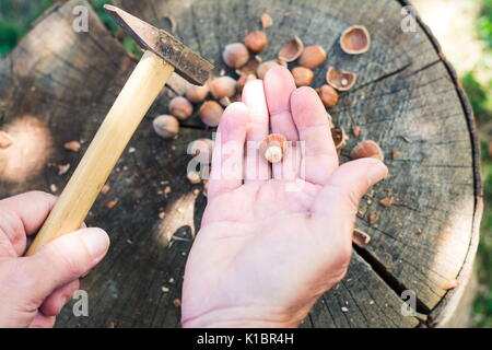 Uomo nocciole di cracking con un martello in cortile Foto Stock