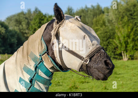Cavallo con cavallo foglio di Mosca e la maschera di protezione contro gli insetti Foto Stock