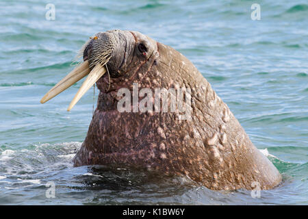 Tricheco, Odobenus rosmarus, ritratto del singolo adulto maschio in appoggio in mare. Presa in giugno, Spitsbergen, Svalbard, Norvegia Foto Stock