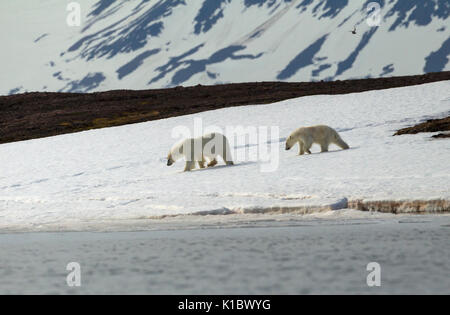 Gli orsi polari, Ursus maritimus, affamati femmina adulta e cub alla ricerca di cibo vicino al litorale. Presa in giugno, Spitsbergen, Svalbard, Norvegia Foto Stock