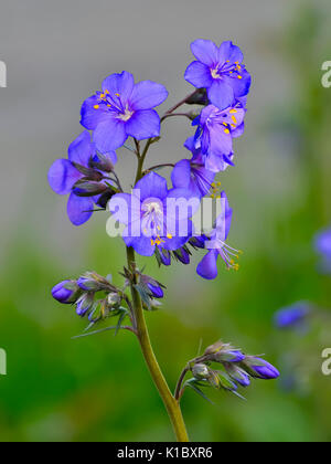 La scala di Giacobbe o greca di Valeriano (Polemonium caeruleum). L'effetto terapeutico di questa pianta è 8-10 volte più forte di valeriana. Foto Stock