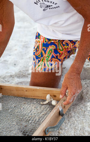 Sea Turtle volontari Foto Stock