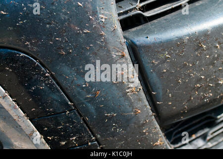 Fly squash sulla parte anteriore di una macchina Foto Stock