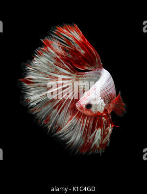 Betta pesce, siamese fighting fish 'Giant Betta pesce mezza luna' isolato su sfondo nero in movimento belle foto macro Foto Stock