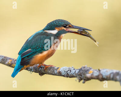 Femmina di kingfisher bird (Alcedo atthis) mangiando un pesce Foto Stock