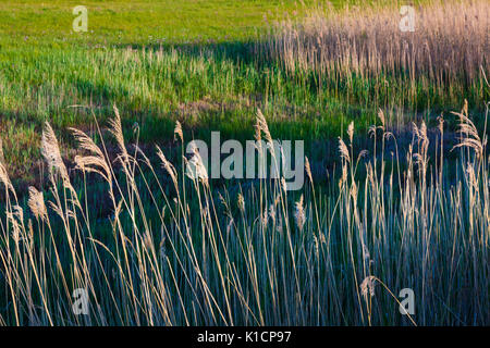 Ance comune (Phragmites australis). Santoña, Victoria e Joyel Marshes parco naturale. Colindres Cantabria, Spagna. Foto Stock