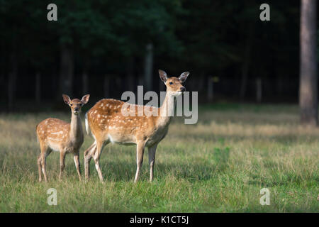 Cervi Sika. Cervus nippon Foto Stock