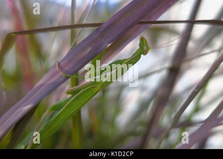 Un verde mantide religiosa seduto su uno stelo. Foto Stock