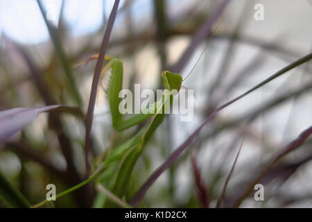 Un verde mantide religiosa seduto su uno stelo. Foto Stock