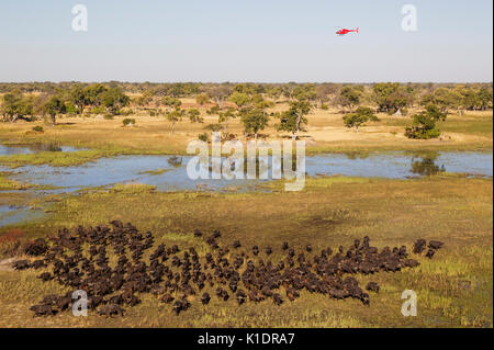 Bufali (Syncerus caffer caffer), allevamento in corrispondenza di una zona di palude, l'elicottero è su un volo panoramico, vista aerea, Okavango Delta Foto Stock