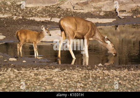 Femmina (sambar hind) con vitello a Waterhole, il Parco nazionale di Ranthambore, Rajasthan, India Foto Stock