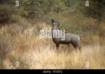 Nilgai maschio (blu bull) alimentazione, il Parco nazionale di Ranthambore, Rajasthan, India Foto Stock