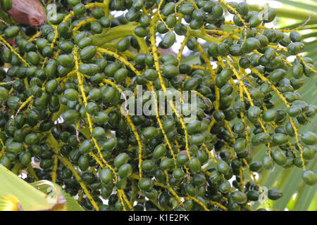 Palm Cina:trachycarpus fortunei, i cinesi di mulino a vento il mulino a vento di palm palm o chusan palm, è un nativo di Palm per la Cina centrale (a sud di Hubei), southe Foto Stock