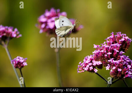 Il 27 agosto, 2017. Regno Unito meteo. Piccole farfalle bianco (Sarcococca rapae) alimentazione tra Verbena piante su una calda mattina in East Sussex, UK Credit: Ed Brown/Alamy Live News Foto Stock