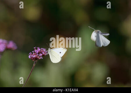 Il 27 agosto, 2017. Regno Unito meteo. Piccole farfalle bianco (Sarcococca rapae) alimentazione tra Verbena piante su una calda mattina in East Sussex, UK Credit: Ed Brown/Alamy Live News Foto Stock