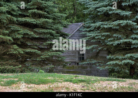 Vecchia cabina in legno in pineta Foto Stock