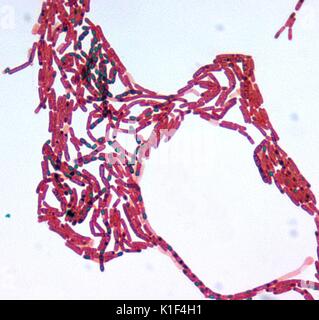 Bacillus sp. Malachite Verde macchia di spore, ad un ingrandimento 1000x. Immagine cortesia CDC/cortesia di Larry Stauffer, Oregon State Public Health Laboratory, 2002. Foto Stock