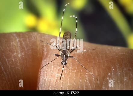 Una femmina di Aedes albopictus mosquito alimentazione su un ospite umano. In condizioni sperimentali l Aedes albopictus zanzara, noto anche come la tigre asiatica zanzara, ha dimostrato di essere un vettore del virus del Nilo occidentale. Aedes è un genere della famiglia Culicine di zanzare. Immagine cortesia CDC/James Gathany, 2000. Foto Stock