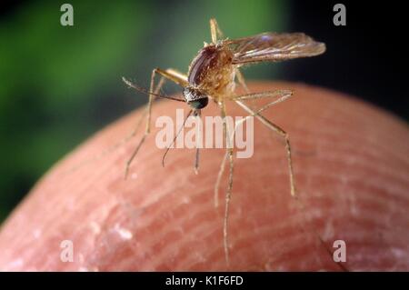 Una zanzara Culex quinquefasciatus mosquito su un dito umano. La zanzara Culex quinquefasciatus mosquito è dimostrato di essere un vettore associato con la trasmissione del virus del Nilo occidentale. Immagine cortesia CDC/William Brogdon, 2001. Foto Stock