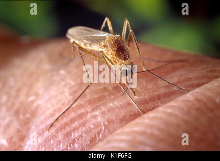 Una zanzara Culex quinquefasciatus mosquito su un dito umano. La zanzara Culex quinquefasciatus mosquito è dimostrato di essere un vettore associato con la trasmissione del virus del Nilo occidentale. Immagine cortesia CDC/William Brogdon, 2001. Foto Stock