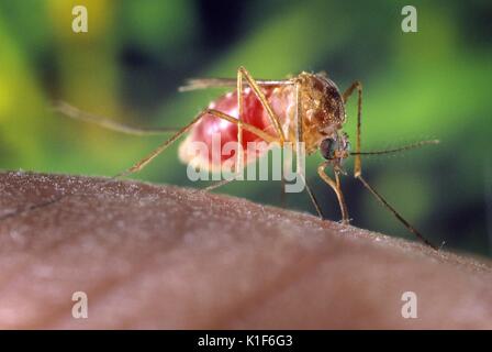 Una zanzara Culex quinquefasciatus mosquito su un dito umano. La zanzara Culex quinquefasciatus mosquito è dimostrato di essere un vettore associato con la trasmissione del virus del Nilo occidentale. Immagine cortesia CDC/William Brogdon, 2001. Foto Stock