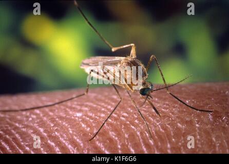 Una zanzara Culex quinquefasciatus mosquito su un dito umano. La zanzara Culex quinquefasciatus mosquito è dimostrato di essere un vettore associato con la trasmissione del virus del Nilo occidentale. Immagine cortesia CDC/William Brogdon, 2001. Foto Stock