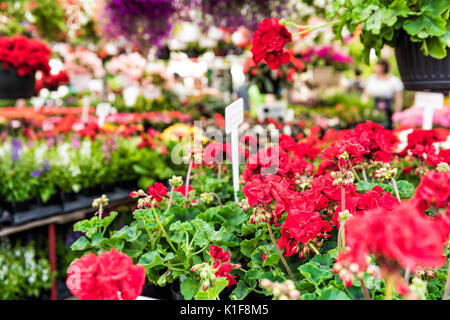 Macro closeup di colore rosso brillante begonia fiori in vaso di fiori appesi Foto Stock