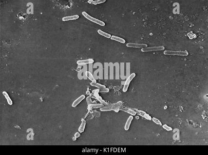 Micrografia al microscopio elettronico a scansione (SEM) di Pseudomonas aeruginosa batteri. Immagine cortesia CDC. 1984. Foto Stock