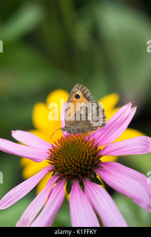 Maniola jurtina. Prato farfalla marrone su echinacea fiore in un giardino inglese. Regno Unito Foto Stock