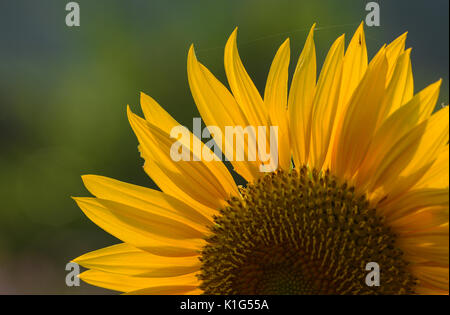 Close-up di girasole sotto la luce del sole con lo sfondo della natura Foto Stock