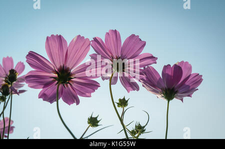 Cosmo fioriture dei fiori sotto il cielo blu al giardino botanico. Foto Stock