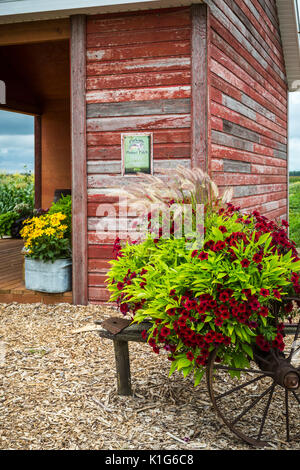 Il Parkside Pioneer Patch mostra di vecchi attrezzi e veicoli con fiori a Winkler, Manitoba, Canada. Foto Stock