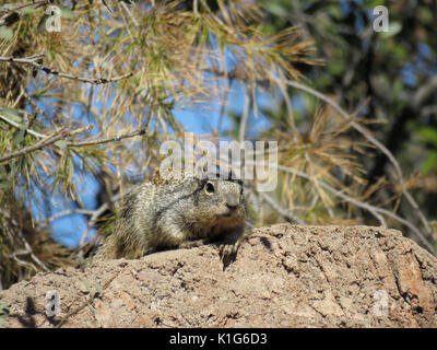 Rock scoiattolo (Otospermophilus variegatus) in Arizona, Stati Uniti d'America Foto Stock