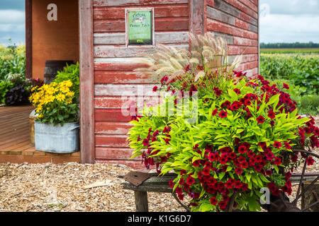 Il Parkside Pioneer Patch mostra di vecchi attrezzi e veicoli con fiori a Winkler, Manitoba, Canada. Foto Stock