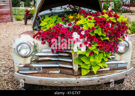 Il Parkside Pioneer Patch mostra di vecchi attrezzi e veicoli con fiori a Winkler, Manitoba, Canada. Foto Stock