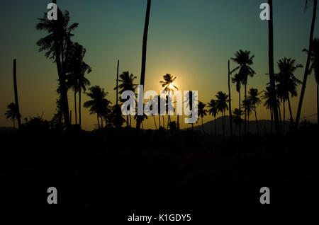 Palme di cocco al tramonto. Tono vintage. Foto Stock