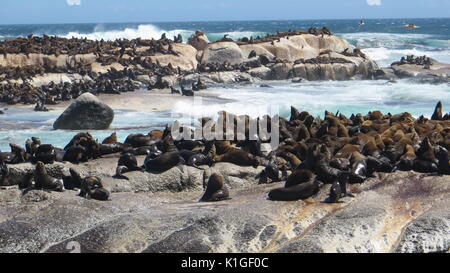 Guarnizioni di tenuta sulla guarnizione Isola, Hout Bay, nei pressi di Città del Capo, Sud Africa Foto Stock