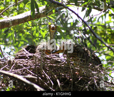 Nitticora bebè in un nido trovati negli alberi lungo il fiume di cristallo di preservare in Florida Foto Stock