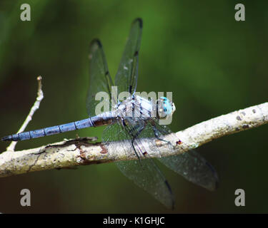 Profilo di grande blu a forma di libellula skimmer mostra chiaramente come questa è la più grande di tutte le libellule e ha carattere distintivo occhi blu Foto Stock