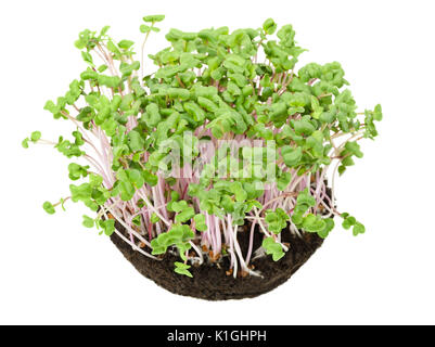 La Cina è aumentato il Ravanello di piantine in potting compost da sopra. I germogli, vegetale, microgreen. Cinese di ravanello invernale con superficie liscia di colore rosa della pelle. Foto Stock