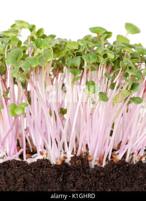 La Cina è aumentato il Ravanello di piantine in potting compost vista frontale. I germogli, vegetale, microgreen. Cinese di ravanello invernale con superficie liscia di colore rosa della pelle. Foto Stock