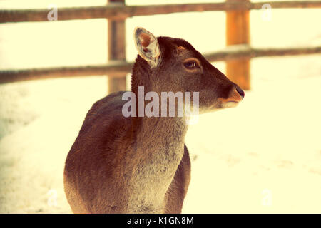 Giovane cervo senza corna in inverno in un zoo Foto Stock