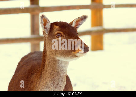 Giovane cervo senza corna in inverno in un zoo Foto Stock