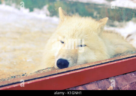 Carino il lupo bianco dormire in zoo Foto Stock