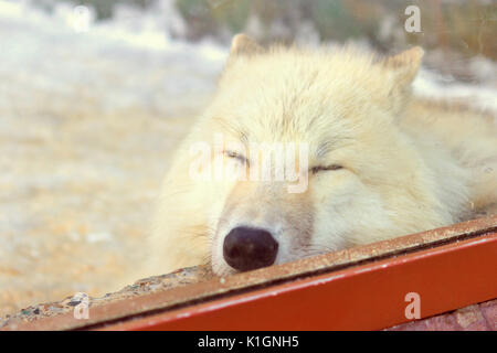 Carino il lupo bianco dormire in zoo Foto Stock