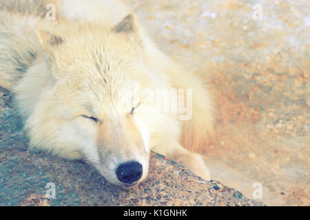 Carino il lupo bianco dormire in zoo Foto Stock